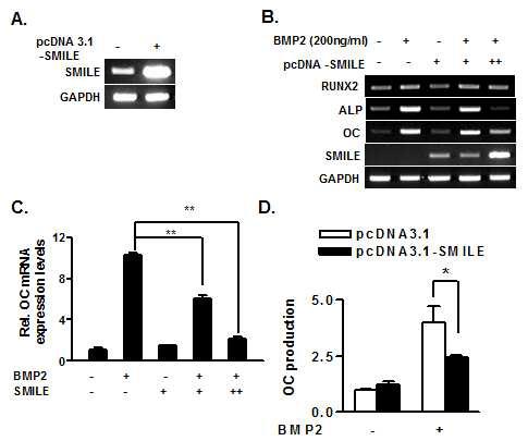 Overexpression of SMILE Inhibits BMP2-induced Osteoblast Differentiation