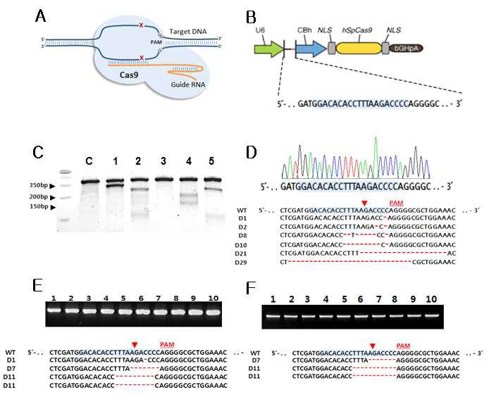 Target Gene Knock-out Using CRISPR/Cas Vector