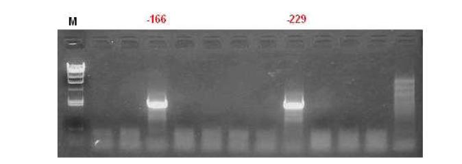 Sal-like I 유전자가 Knock-out된 Colony의 PCR 검증