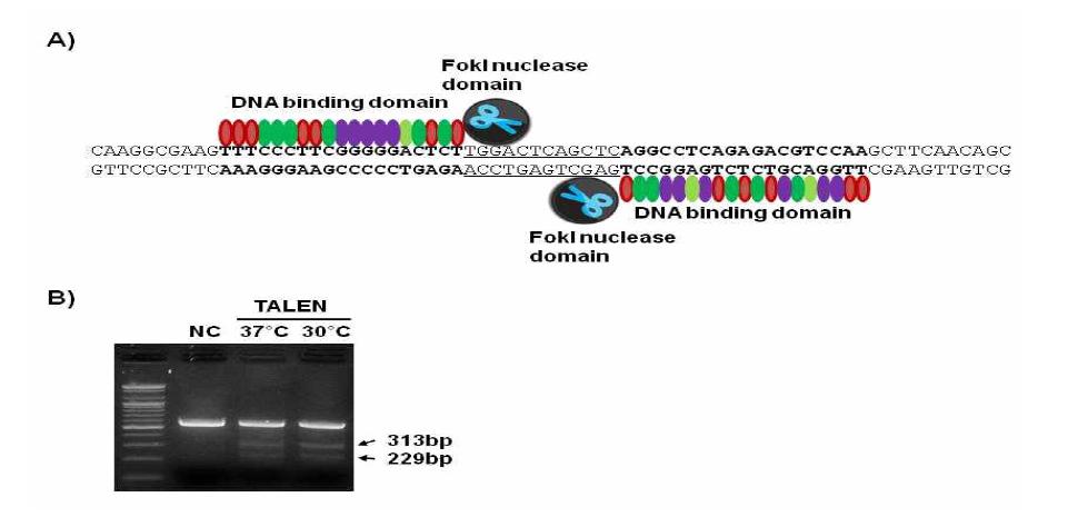 Sal-like I 유전자가 Knock-out을 위한 TALEN Binding Site 및 T7 Endonuclease에 의한 TALEN 활성 검증