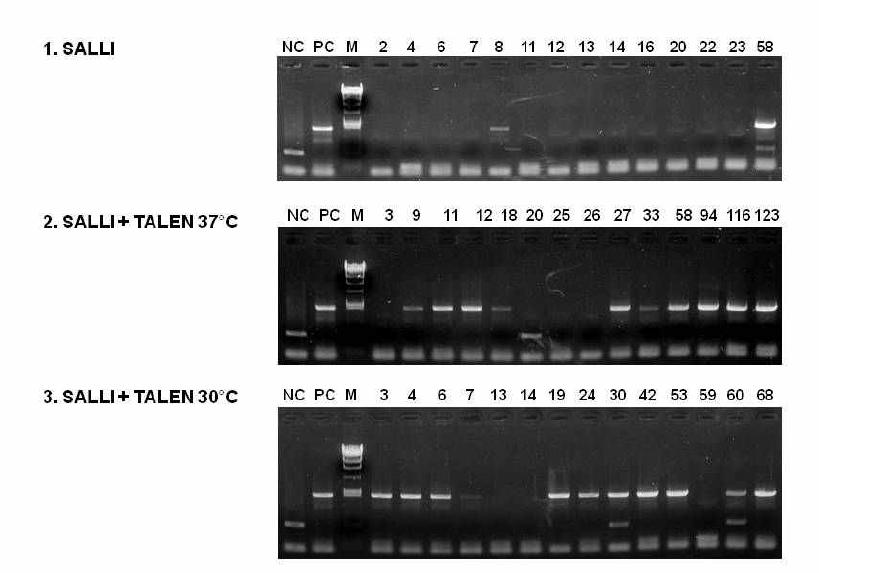 TALEN에 의해 Sal-like I 유전자가 Knock-out된 Colony의 PCR 검증