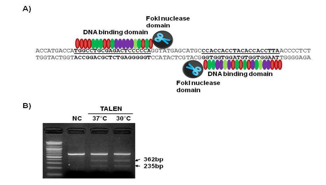 pHNF6 유전자가 Knock-out을 위한 TALEN Binding Site 및 T7 Endonuclease에 의한 TALEN 활성 검증