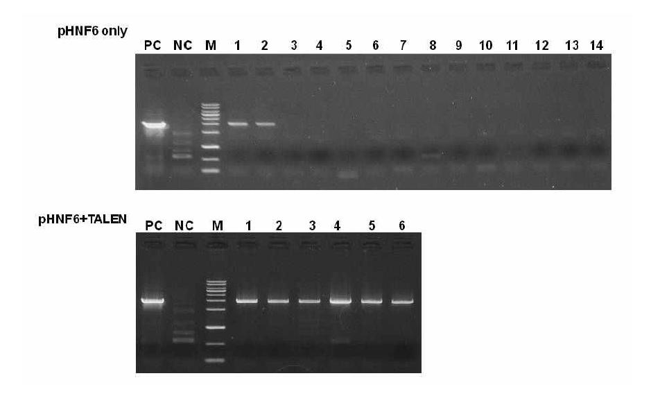 TALEN에 의해 pHNF6 유전자가 Knock-out된 Colony의 PCR 검증