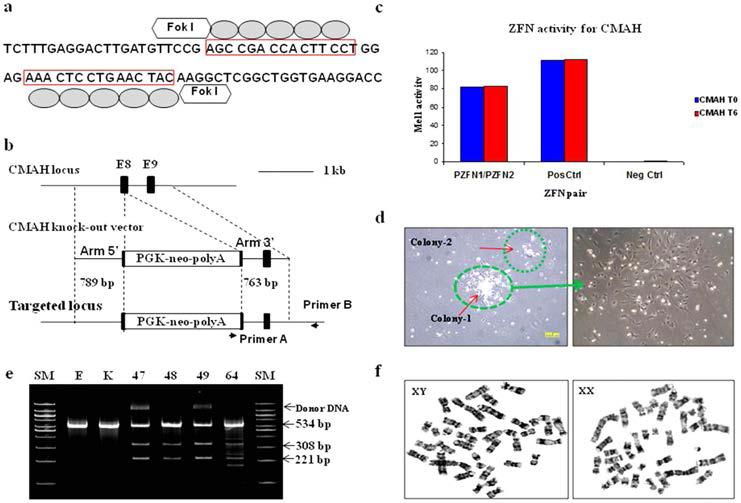 Efficient Targeting of CMAH Locus by ZFNs