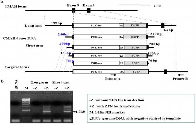 Comparison of Homology Length of Donor DNA to Induce HR in ZFN Mediated Gene Targeting
