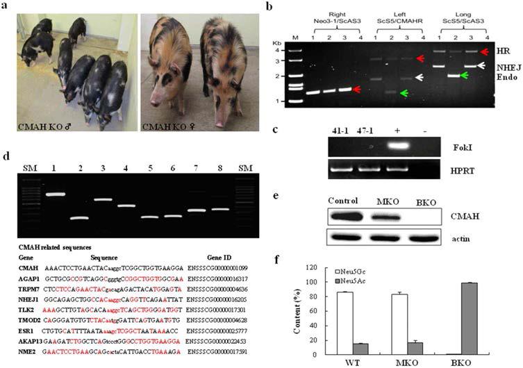 Production of Monoallelic and Biallelic CMAH Knock-out Miniature pigs