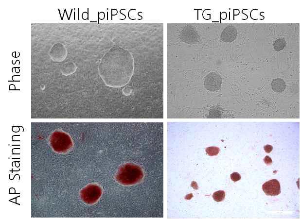Generation of iPSCs from Wild and TG Porcine Ear Fibroblast Cells