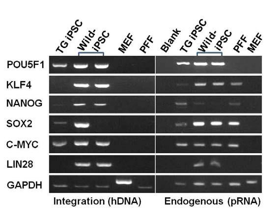 Endogenous and Exogenous Pluripotent Gene Expression in TG- and Wild-piPSCs