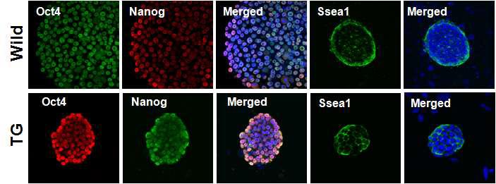 The Expression of Pluripotent Markers in Procine iPSCs