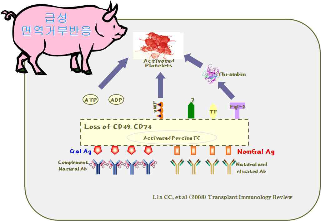 α1,3GalT Knock-out 돼지의 장기 이식에 의한 면역 거부 야기의 원인