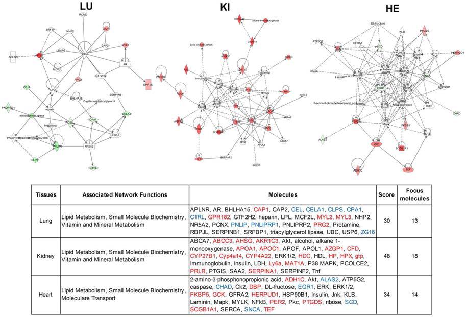 CMAH K.O 마우스의 각 조직에서 공통적으로 나타나는 네트워크