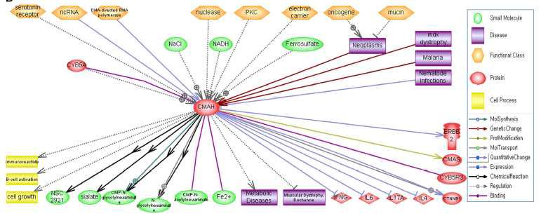 CMAH 기능에 따라 구축되어진 생물학적 네트워크