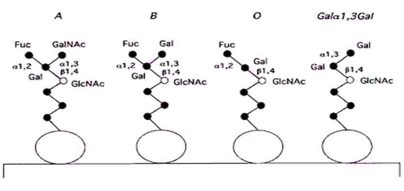 ABO 혈액형의 구조 및 Gal-α1,3-Gal Terminal Carbohydrate 구조