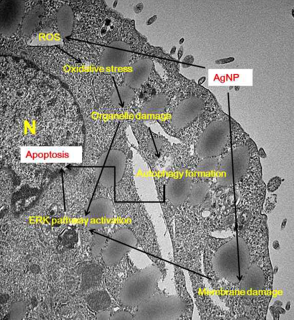 세포 내 은 나노 입자에 의한 세포 독성 유발의 모식도