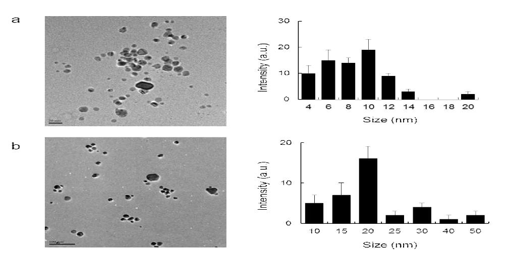 Transmission Electron Microscopy Analysis of Size and Morphology of AgNPs