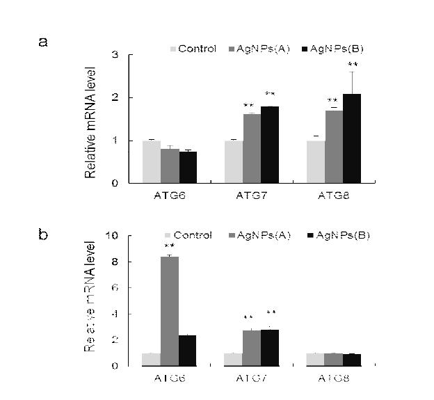 AgNPs Accelerate Expression of Autophagy Genes