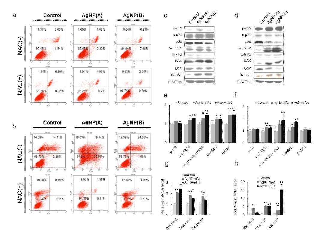 AgNPs Promote ROS-induced Apoptosis