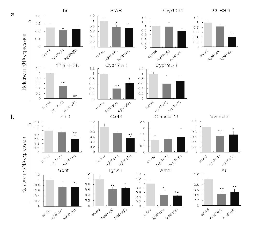 Effect of AgNPs on Expression of Various Genes in TM3 and TM4 Cells