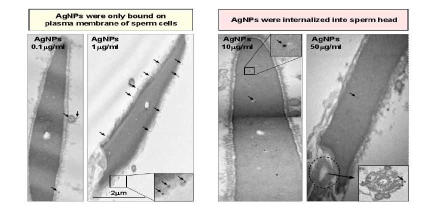 Localization of AgNPs in Sperm Cells by TEM