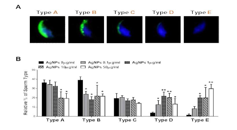 Acrosome Pattern Analysis according to CD46 Immunofluoresent Staining in Sperm Cells Cultured in Non-capacitation Medium after Incubation with Different Dosage of AgNPs