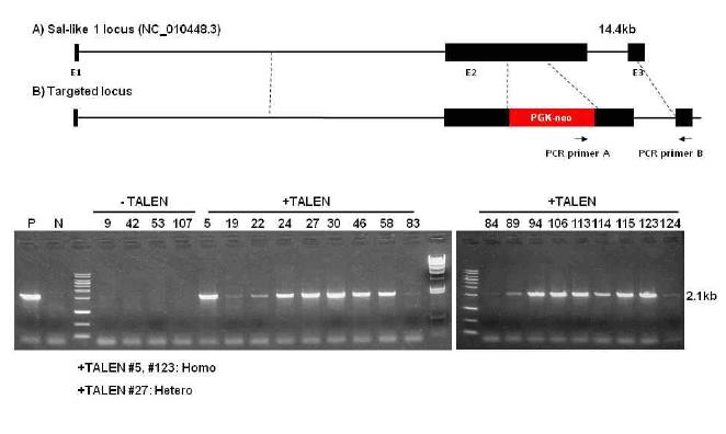 SallI Knock-out 체세포의 3‘ arm PCR