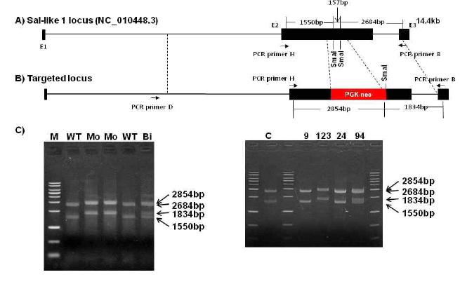SallI Knock-out 체세포의 Targeted와 Non-targeted PCR