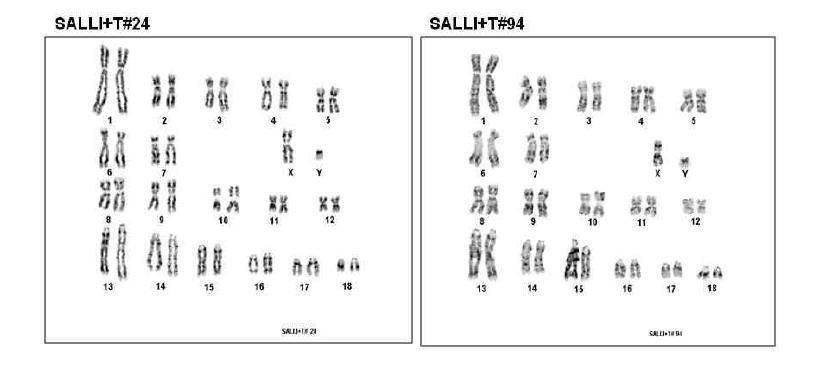 SallI Knock-out 체세포의 염색체 분석