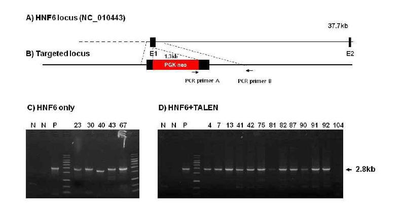 HNF6 Knock-out 체세포의 3‘ arm PCR