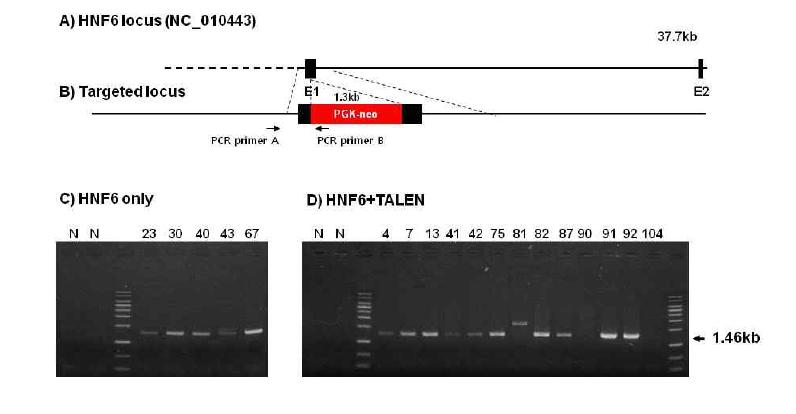 HNF6 Knock-out 체세포의 5‘ arm PCR