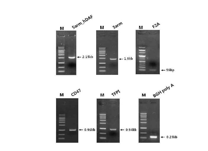 GGTA1_hDAF_CD47_TFPI Knock-in 벡터의 구축을 위한 유전자