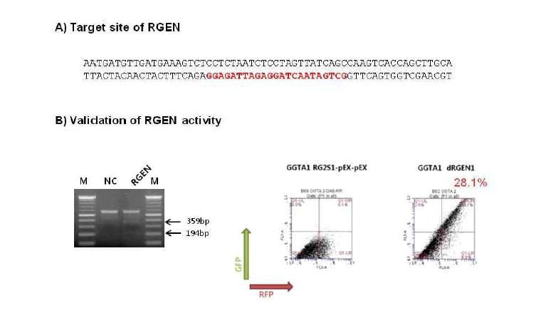 GGTA1 절단을 위한 RGEN 결합 부위와 활성