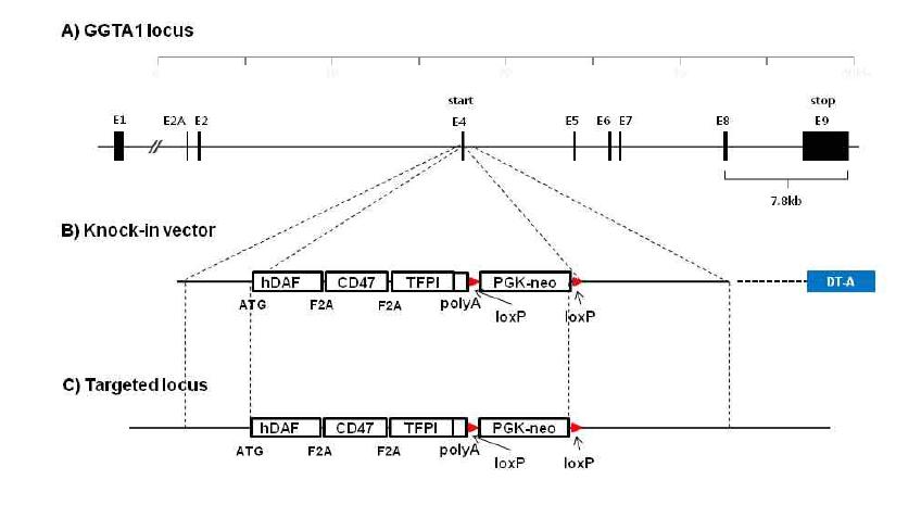 GGTA1_hDAF_CD47_TFPI Knock-in 벡터의 구축 모식도
