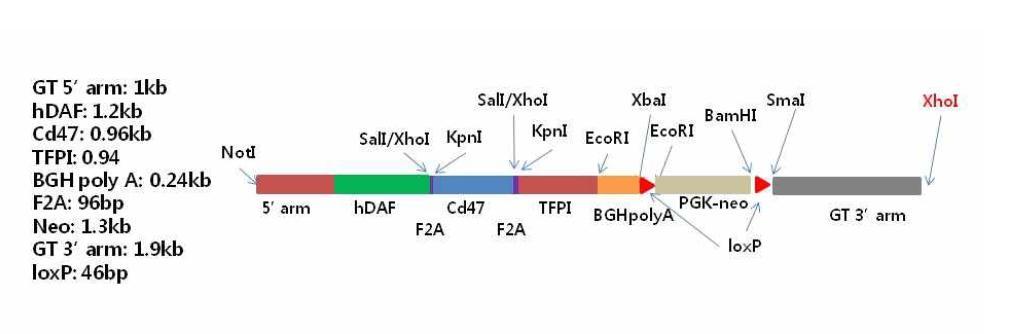 GGTA1_hDAF_CD47_TFPI Knock-in 벡터의 제한효소에 따른 subcloning