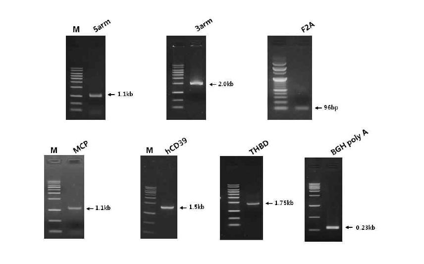 CMAH_MCP_CD39_THPD Knock-in 벡터 구축을 위한 유전자 동정