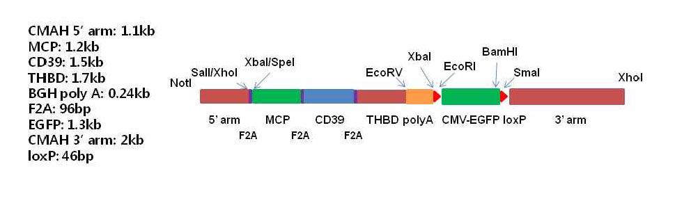 CMAH_MCP_CD39_THPD Knock-in 벡터의 제한효소에 따른 Subcloning