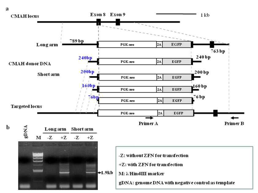 ZFN을 매개로한 유전자 타켓팅에서 상동재결합시 Donor DNA의Homology Length에 따른 타켓팅 효과비교