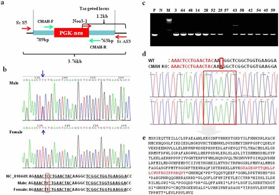 ZFN에 의한 독립적, 비독립적 방법에 의한 CMAH 유전자 타켓팅 세포의 선별