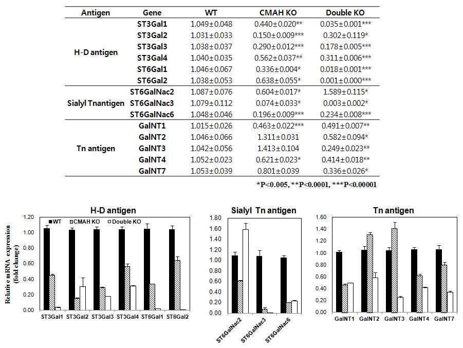 GGTA1/CMAH Double Knock-out 세포주에서 Sialyltransferase 유전자 발현 분석