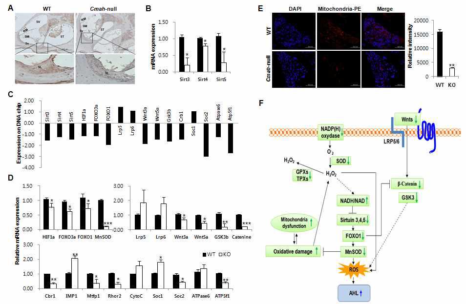 Molecular Mechanisms of Sirtuins, Oxidative Stress Regulation, and Wnt Signaling Involved in CMAH-null Mice