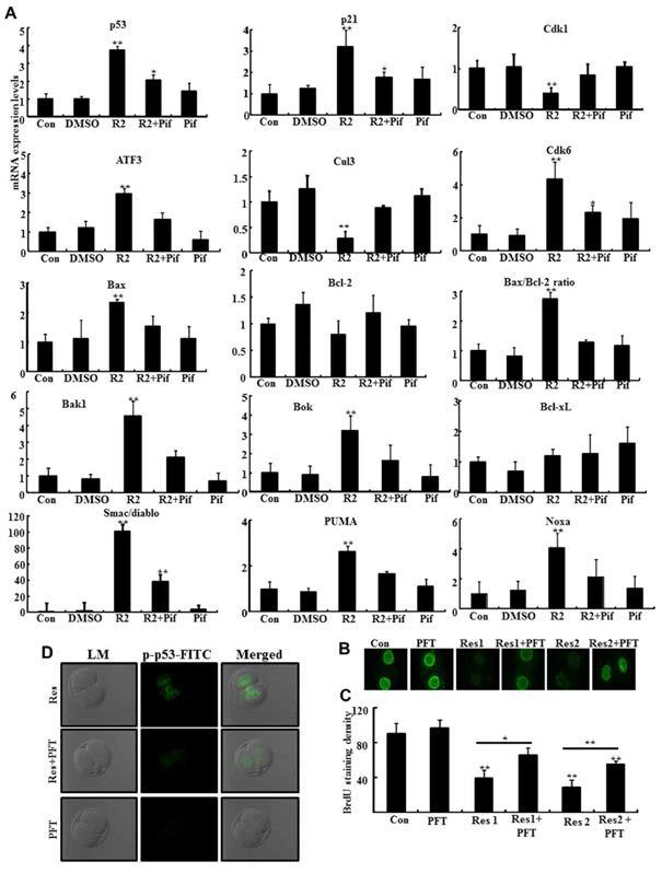 Pifithrin-a (PFT-a) Supplementation Ameliorates the Developmental Capability of Mouse Preimplantation Embryos Compromised by the Resveratrol Treatment