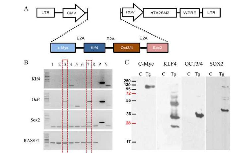 Construction of the Retroviral Vector for Generation of Transgenic mice