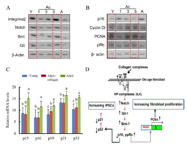 α2β1 Integrin-dependent Bmi-1 Regulation Analysis in Adult Fibroblasts Cultured with Collagen Complexes