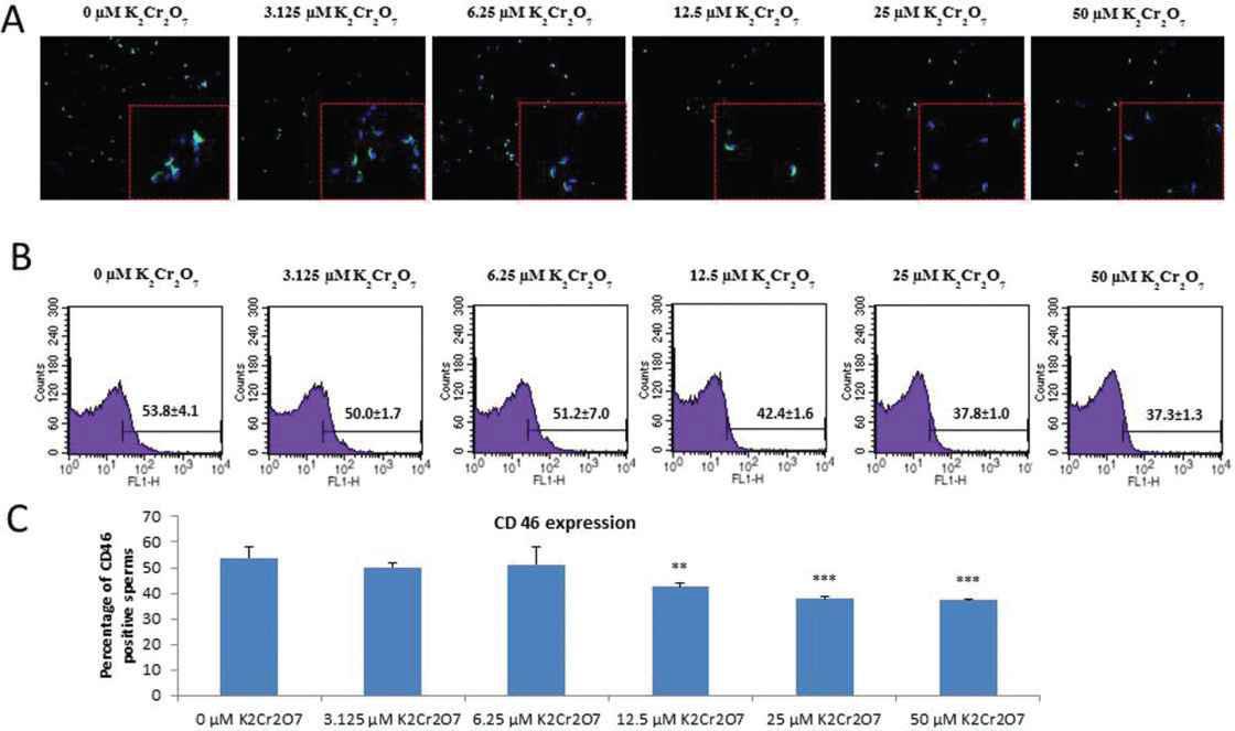 Acrosome Reaction Analysis by Using CD46 Immunofluorescence Staining and Flow Cytometry