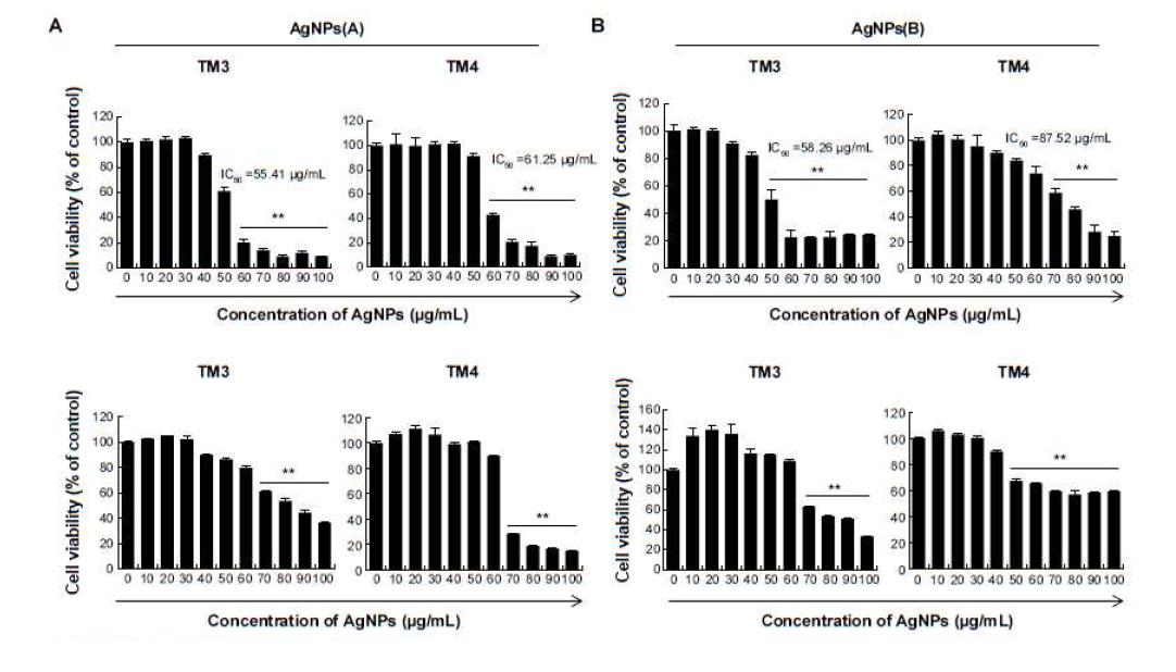 Effect of AgNPs on Cell Viability of TM3 and TM4 Cells