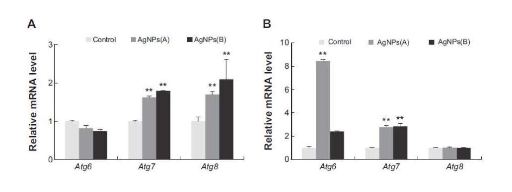 AgNPs Accelerate Autophagy Gene Expressions TM3