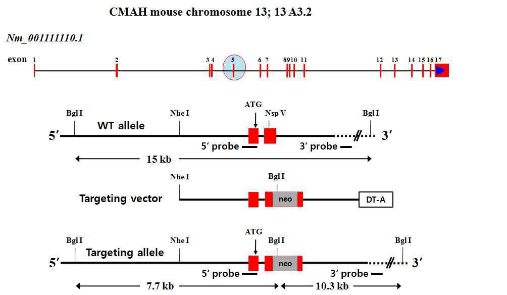 마우스 CMAH 유전자 적중벡터