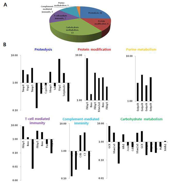 CMAH Knock-out Mice에서 Metabolism과 Immunity 관련된 유전자의 변화 양상