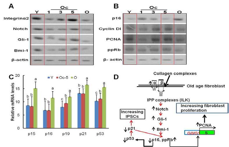 α2β1 Intergrin-dependent Bmi-1 Regulation and Fuctional Reprogramming of the Ink4/Arf Locus in Aged Fibroblasts Cultured with Collagen complexes