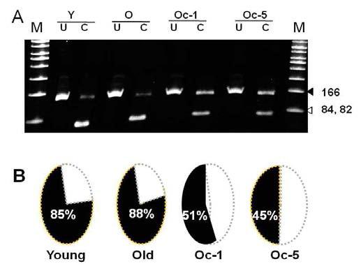 Bisulfate Restriction Analysis of the PCNA Gene Promoter Region in Y-, OC- and O-Fibroblast Cells