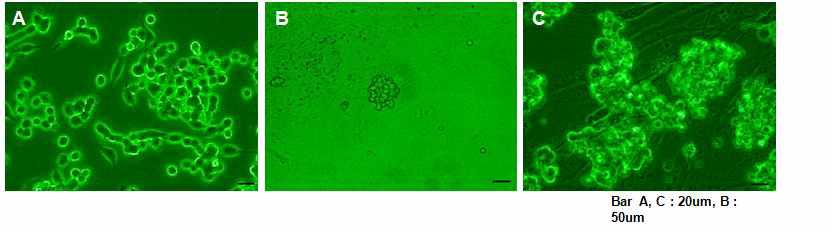 생후 2주된 마우스 정소에서 분리된 Spermatogonial Stem Cells의 모양